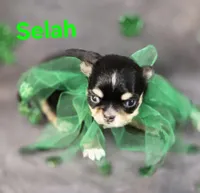 AKC Selah, a female Chihuahua for sale in Homerville, GA – Photo 6 of 10