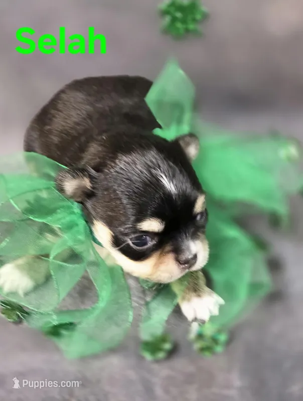 AKC Selah – Chihuahua puppy for sale in Homerville, GA