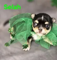 AKC Selah, a female Chihuahua for sale in Homerville, GA – Photo 2 of 10