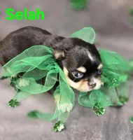 AKC Selah, a female Chihuahua for sale in Homerville, GA – Photo 8 of 10
