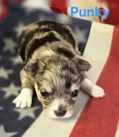 CKC Punky, a female Chihuahua for sale in Homerville, GA – 3 of 10