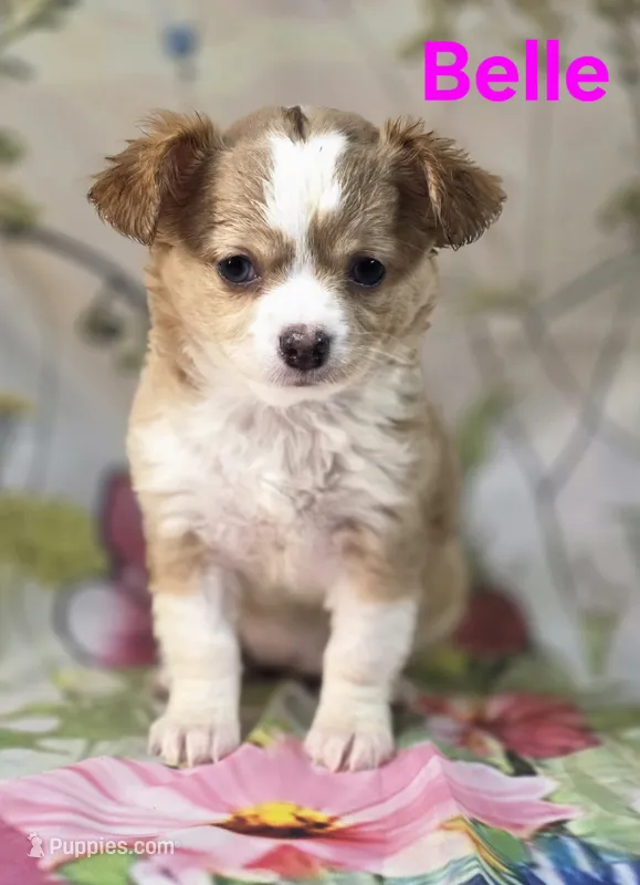 CKC Belle – Chihuahua puppy for sale in Homerville, GA