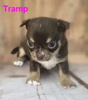 AKC Tramp , a male Chihuahua for sale in Homerville, GA – 4 of 10