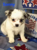 AKC Sonny, a male Chihuahua for sale in Homerville, GA – 8 of 10