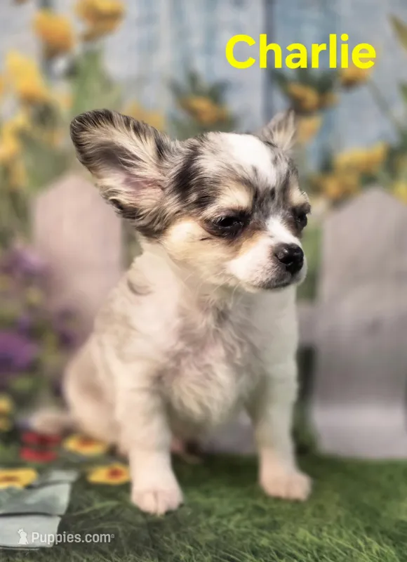 Charlie – Chihuahua puppy for sale in Homerville, GA