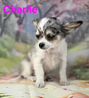 Charlie, a male Chihuahua for sale in Homerville, GA – Photo 4 of 10