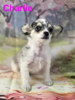 Charlie, a male Chihuahua for sale in Homerville, GA – Photo 9 of 10