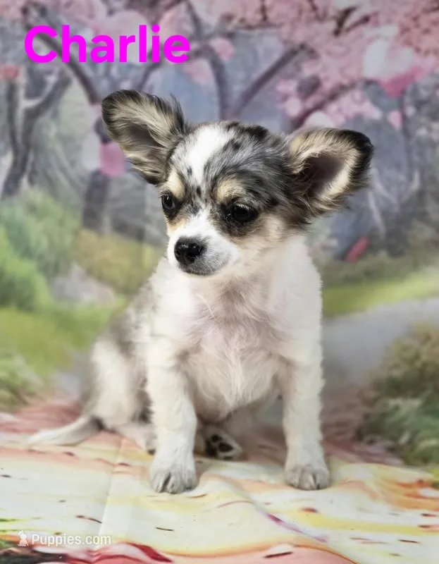 Charlie – Chihuahua puppy on hold in Homerville, GA