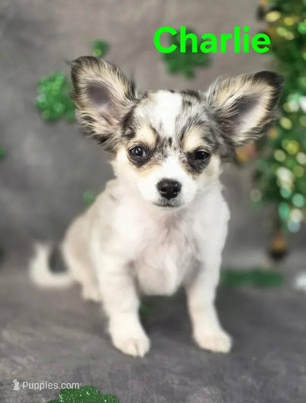 Charlie – Chihuahua puppy for sale in Homerville, GA