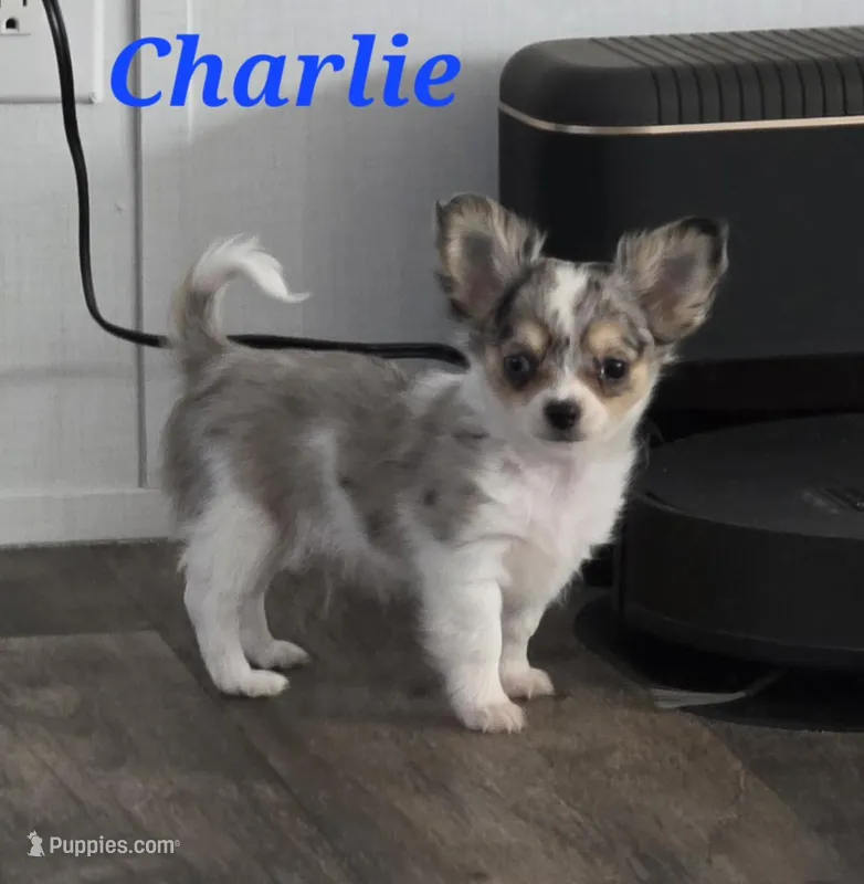 Charlie