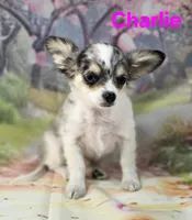 Charlie, a male Chihuahua for sale in Homerville, GA – Photo 7 of 10