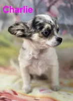 Charlie, a male Chihuahua for sale in Homerville, GA – Photo 8 of 10