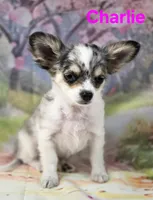 Charlie, a male Chihuahua for sale in Homerville, GA – Photo 6 of 10