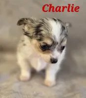 processed/9c22f5f0-198c-475a-9c00-7e3d005fc3fd/listing/0b626cfd-4bfe-4456-b760-41324fe75f50/e4d136ec-1480-4beb-be91-32143e5c1221