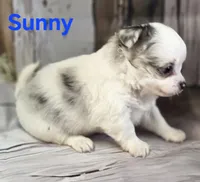AKC Sunny, a male Chihuahua for sale in Homerville, GA – 6 of 10