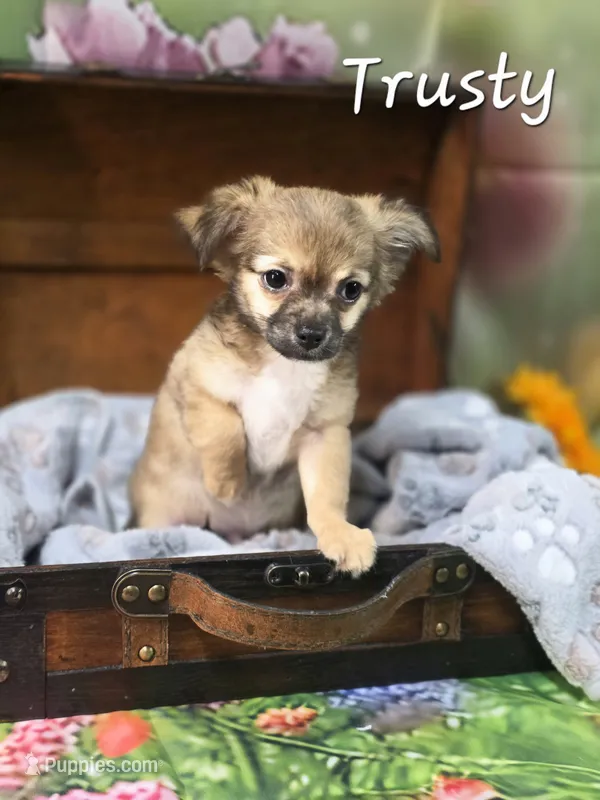 CKC Trusty – Chihuahua puppy for sale in Homerville, GA