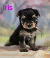 AkC Iris, a female Yorkshire Terrier for sale in Homerville, GA – 4 of 10