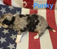 CKC Punky, a female Chihuahua for sale in Homerville, GA – 9 of 10