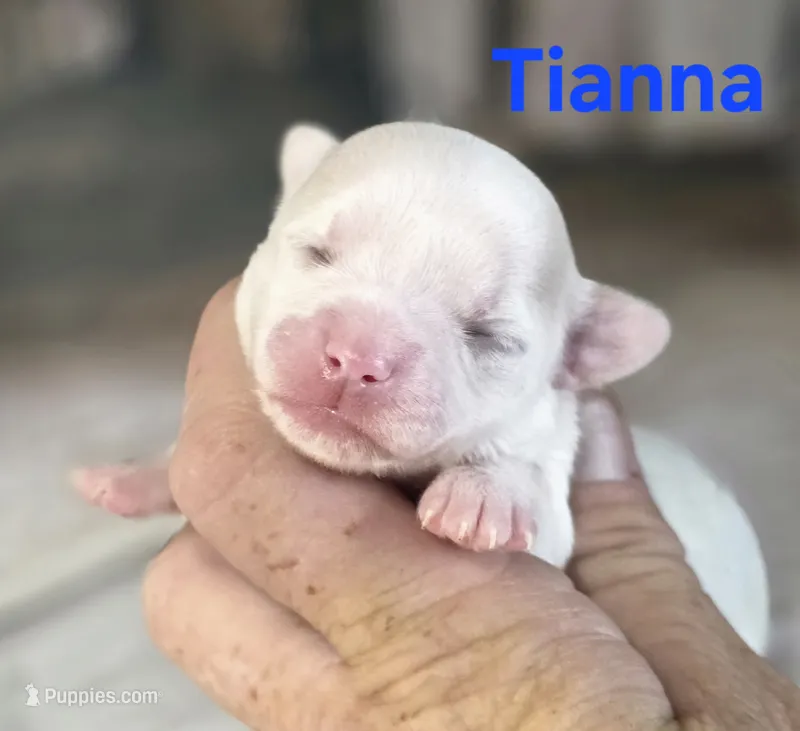 CKC Tianna – Chihuahua puppy for sale in Homerville, GA