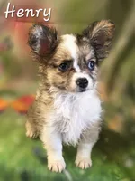 CKC Henry, a male Chihuahua for sale in Homerville, GA – 3 of 10