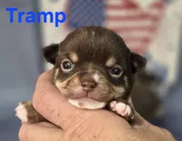 AKC Tramp, a male Chihuahua for sale in Homerville, GA – 1 of 10