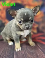 AKC Violet, a female Chihuahua for sale in Homerville, GA – 7 of 10