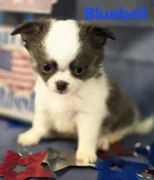 AKC Bluebell, a female Chihuahua for sale in Homerville, GA – 9 of 10