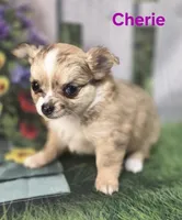 CKC Cherie , a female Chihuahua for sale in Homerville, GA – 5 of 10