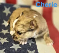 CKC Cherie , a female Chihuahua for sale in Homerville, GA – 9 of 10