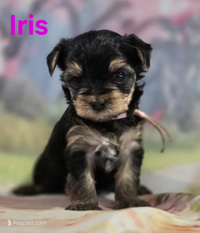 AkC Iris – Yorkshire Terrier puppy for sale in Homerville, GA