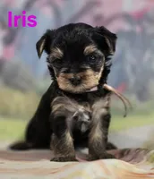 AkC Iris, a female Yorkshire Terrier for sale in Homerville, GA – 1 of 10