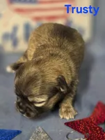 AKC Trusty, a male Chihuahua for sale in Homerville, GA – 7 of 10