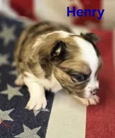 CKC Henry, a male Chihuahua for sale in Homerville, GA – 2 of 10