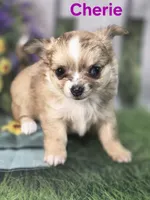 CKC Cherie , a female Chihuahua for sale in Homerville, GA – 4 of 10