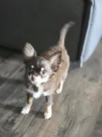 AKC Dallas pending, a female Chihuahua for sale in Homerville, GA – 9 of 9