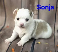 AKC Sonja, a female Chihuahua for sale in Homerville, GA – 10 of 10