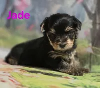 AKC Jade, a female Yorkshire Terrier for sale in Homerville, GA – 5 of 10
