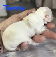 CKC Tianna, a female Chihuahua for sale in Homerville, GA – 5 of 10