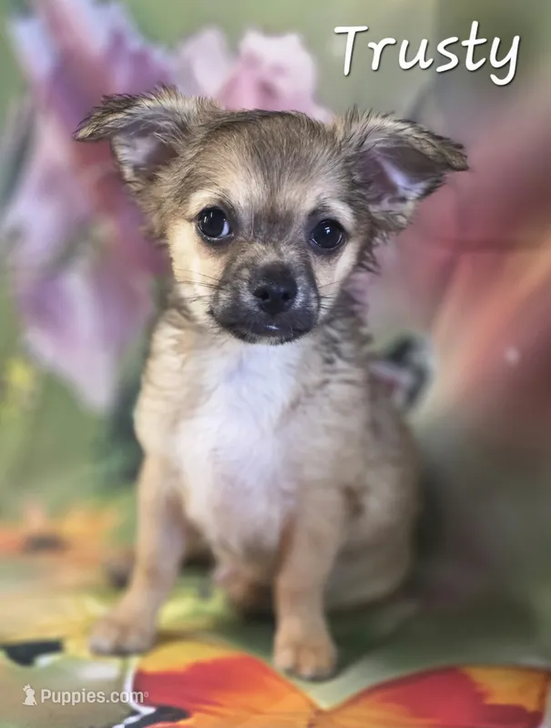 CKC Trusty – Chihuahua puppy for sale in Homerville, GA