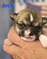 Akc Jock, a male Chihuahua for sale in Homerville, GA – 3 of 10