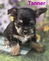 Tanner, a male Yorkshire Terrier and Chorkie for sale in Homerville, GA – 6 of 10