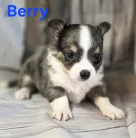 CKC Berry, a male Chihuahua for sale in Homerville, GA – 5 of 10