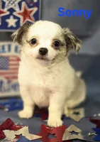 AKC Sonny, a male Chihuahua for sale in Homerville, GA – 7 of 10