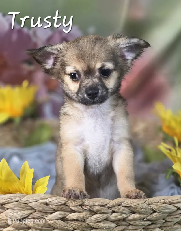 CKC Trusty – Chihuahua puppy for sale in Homerville, GA