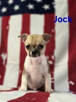 CKC Jock, a male Chihuahua for sale in Homerville, GA – 10 of 10