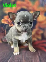 AKC Violet, a female Chihuahua for sale in Homerville, GA – 3 of 10