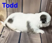 AKC Todd, a male Chihuahua for sale in Homerville, GA – 4 of 10