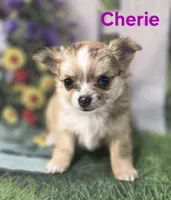 CKC Cherie , a female Chihuahua for sale in Homerville, GA – 8 of 10