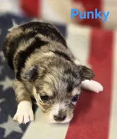 CKC Punky, a female Chihuahua for sale in Homerville, GA – 10 of 10