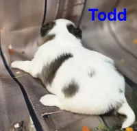 AKC Todd, a male Chihuahua for sale in Homerville, GA – 5 of 10